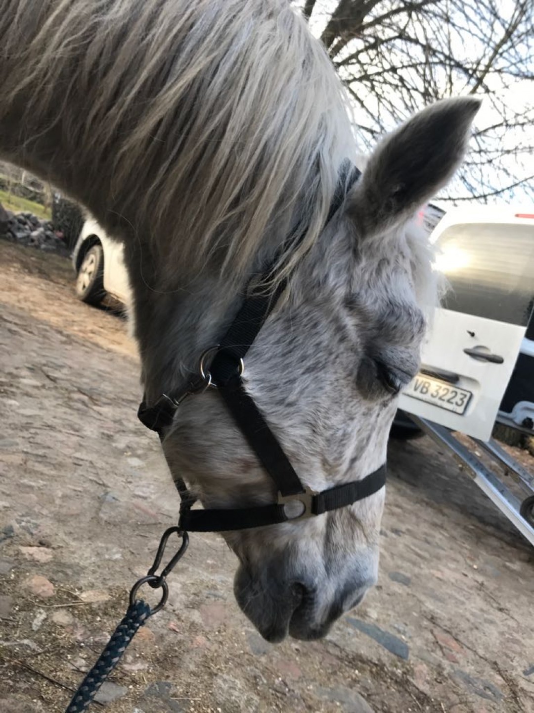 horse