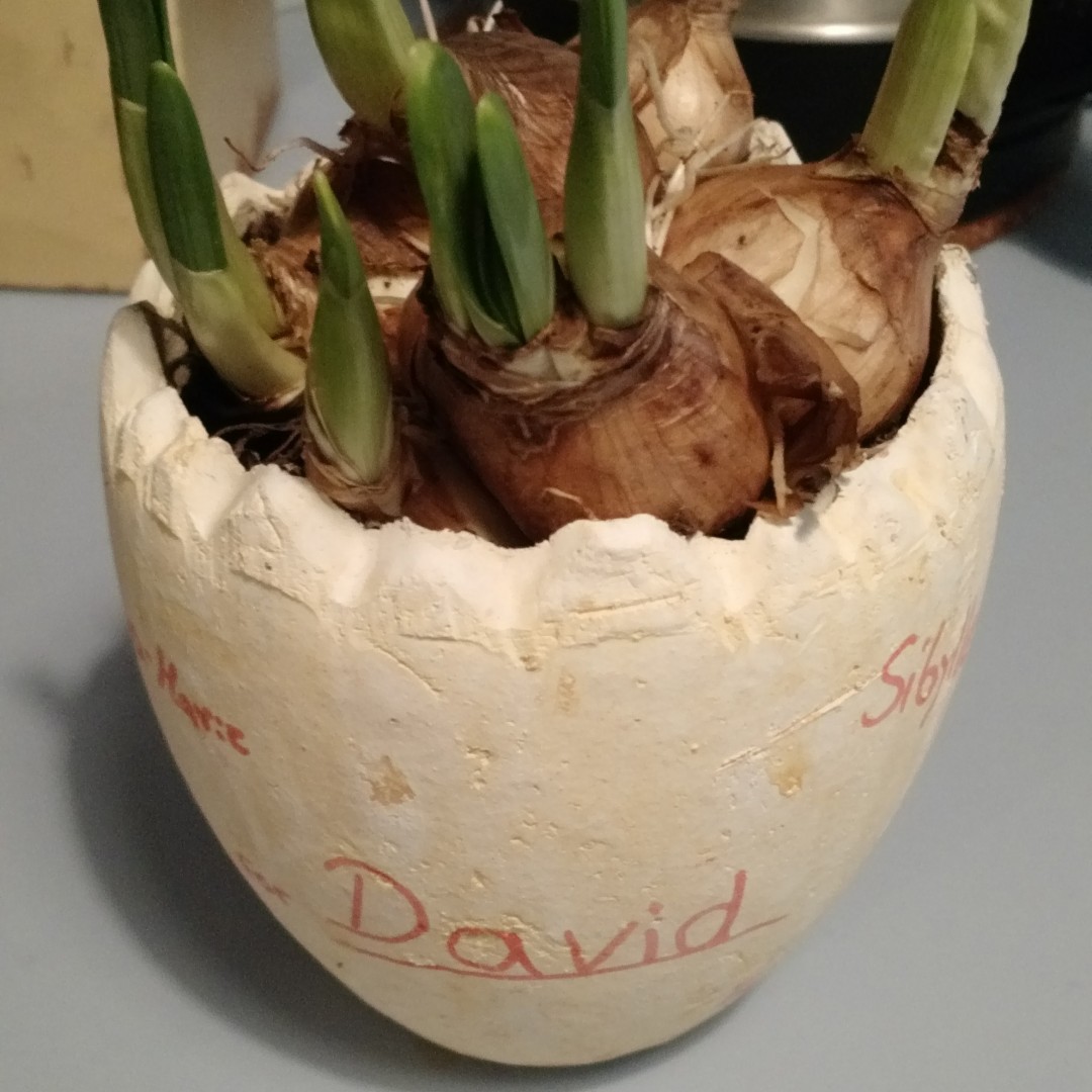 Plant David