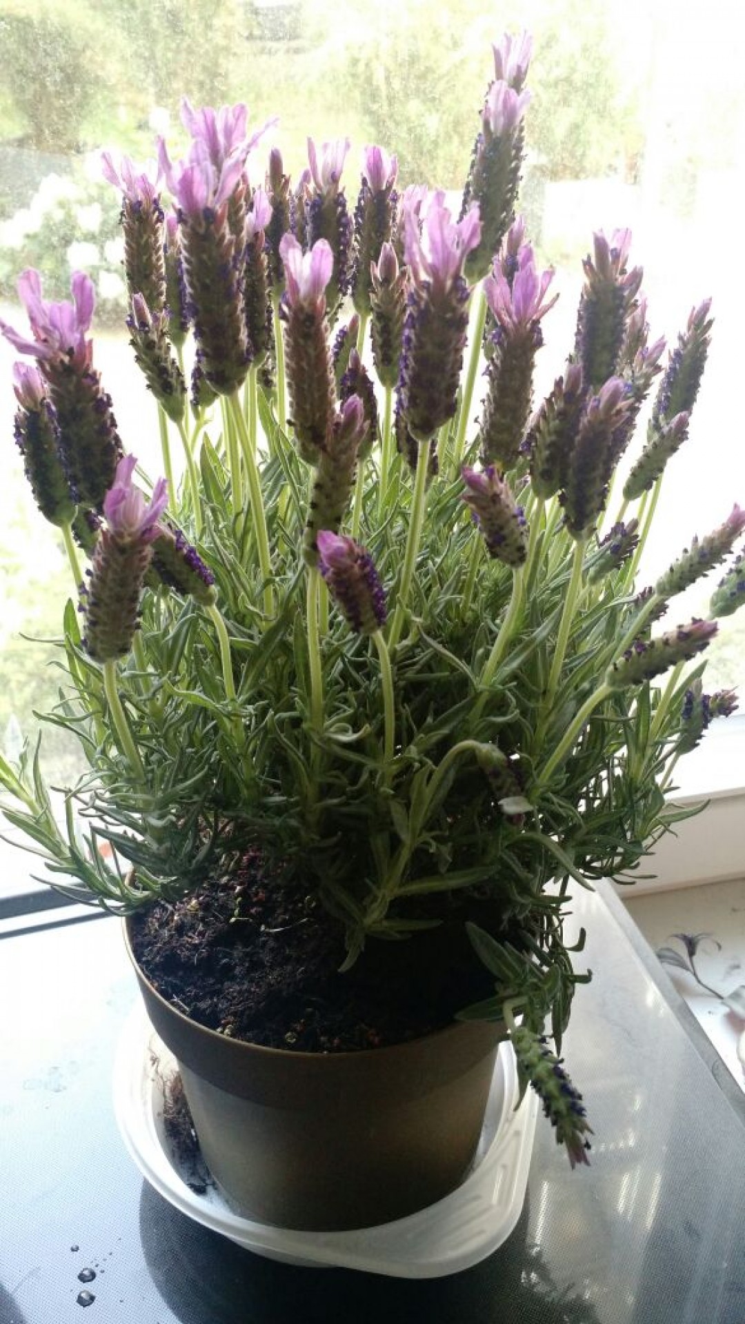 plants